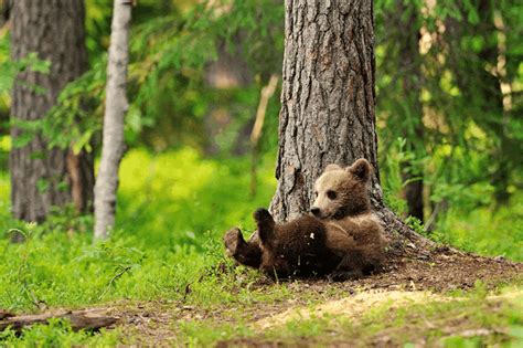 Медвежонок во сне: возможность восстановления энергии для мужчины