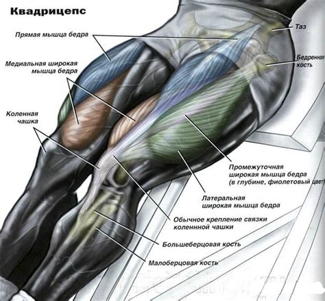 Медиальная мышца: строение и функции