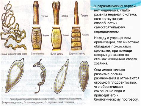 Медицинские последствия слепого кишечника у червей