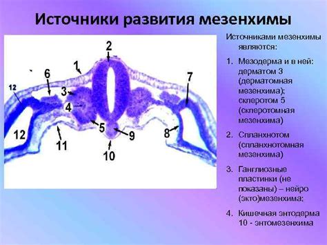 Мезенхима и формирование тканей