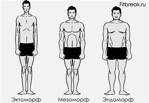 Мезоморф: значение и определение