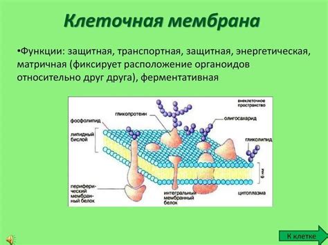 Мембрана 10k: значение и особенности