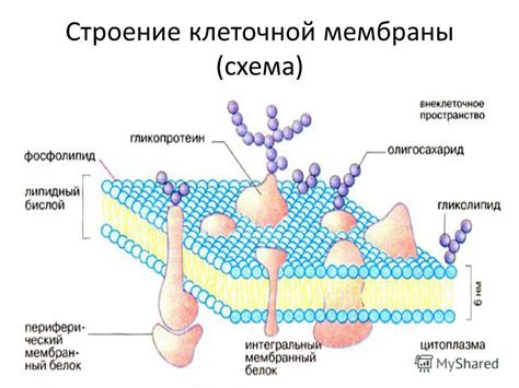 Мембрана 4000: суть и важность