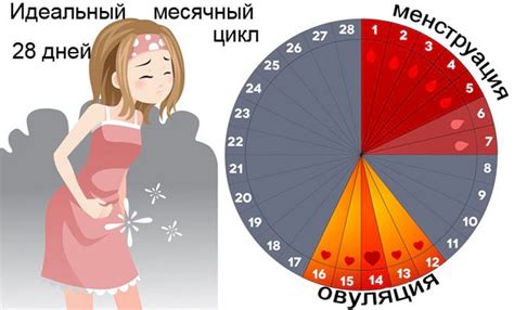 Менструальный цикл у женщин: основные факты и причины