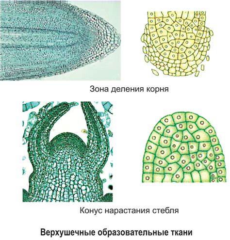 Меристема растения: что это такое и какова роль меристематических тканей