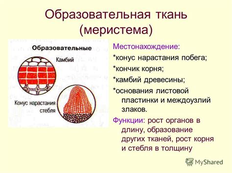 Меристемная ткань: определение, функции и примеры