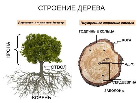 Месячные: понятие и характеристики