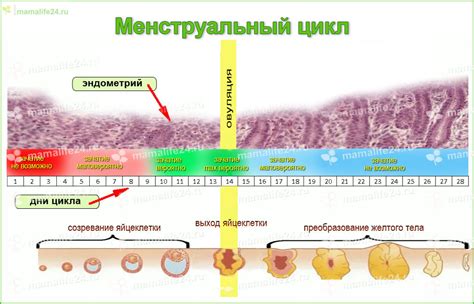 Месячные: раннее начало цикла - возможные причины и их последствия