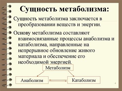 Метаболизм: понятие и значение