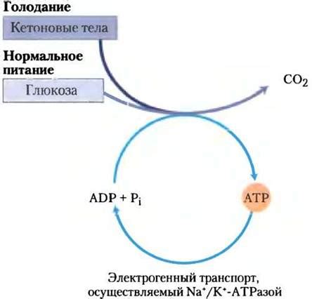 Метаболическая активность реактивного характера