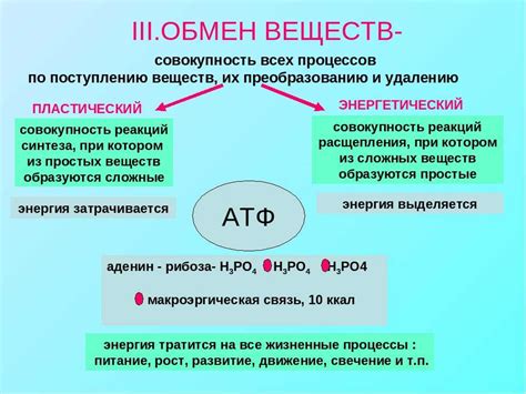 Метаболические процессы: что это значит?