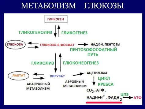 Метаболические процессы и постоянный голод