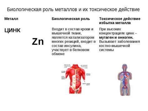 Металлы в организме: значение для жизнедеятельности