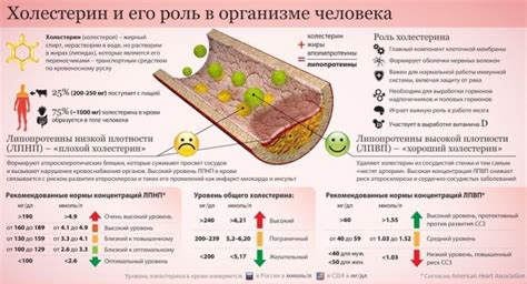 Методы диагностики и измерения уровня холестерина ЛПНП у мужчин