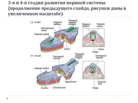 Методы диагностирования нервной почвы: основные признаки