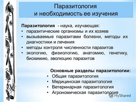 Методы изгнания нежелательных паразитов с головы и их душевное значение