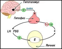 Методы лечения олигоменореи