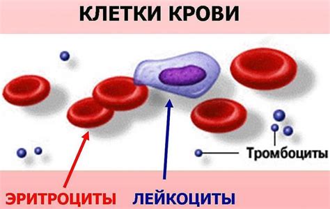 Методы лечения снижения лейкоцитов