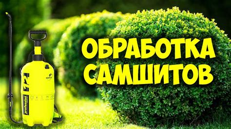 Методы очистки самшита от белых хлопьев