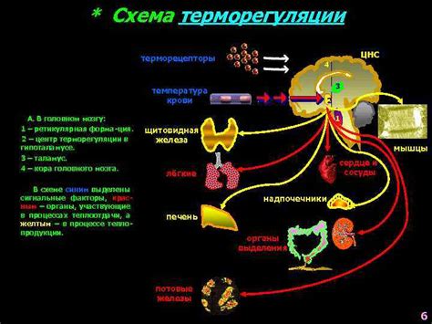 Методы предотвращения нарушений терморегуляции