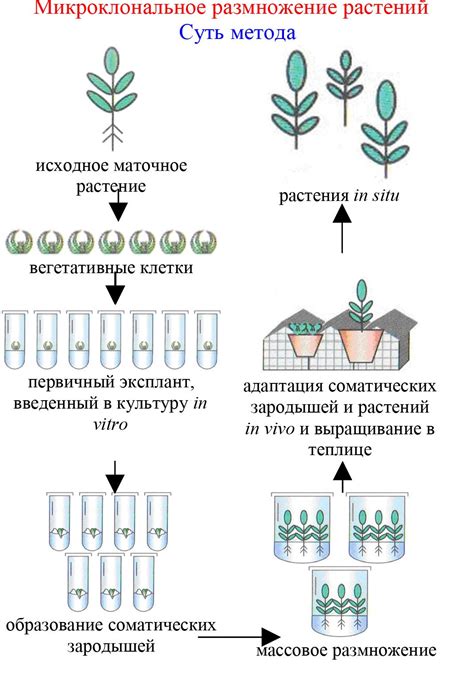 Методы размножения