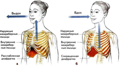 Механизмы, приводящие к выплевыванию легких