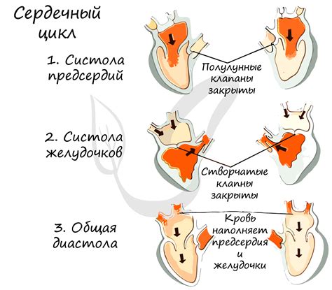 Механизмы, усиливающие сокращение сердца