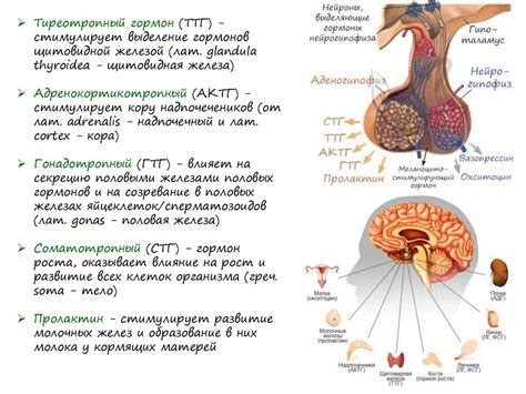 Механизмы действия гормонов на организм