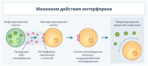 Механизмы действия интерферона