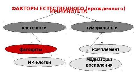 Механизмы действия неспецифической резистентности