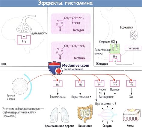 Механизмы действия релизера гистамина