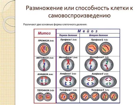 Механизмы деконденсации хромосом: основные этапы процесса