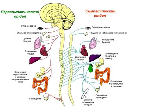 Механизмы защелачивания организма