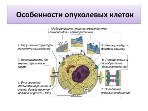 Механизмы отрицательных реакций в опухолевых клетках