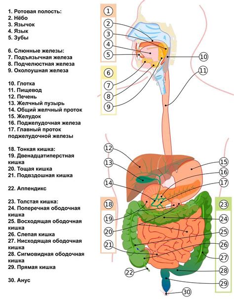 Механизмы пищеварения и всасывания