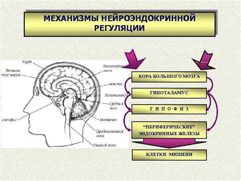 Механизмы потенцирования гипотензивной активности