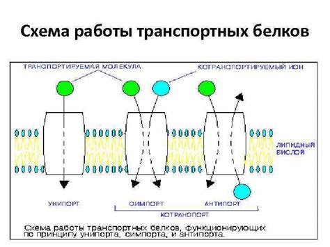 Механизмы работы транспортных белков