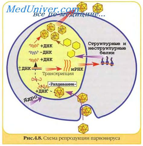 Механизмы размножения вирусов