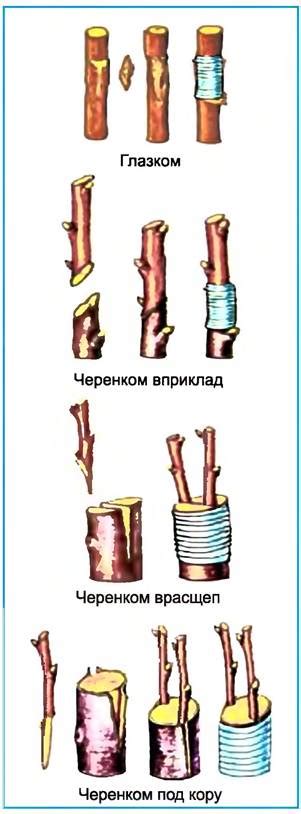 Механизмы самобесплодия у яблонь