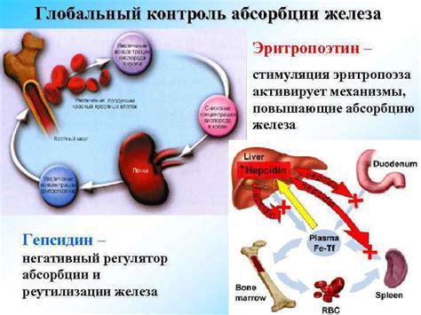 Механизмы саморегуляции абсорбции железа