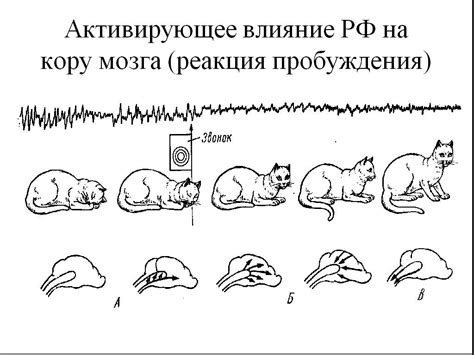 Механизмы сна: как мозг переходит в режим "отключки"