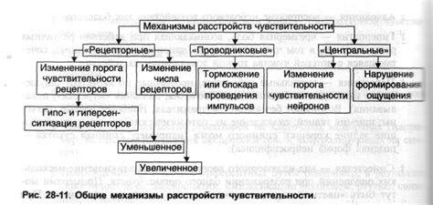 Механизмы стимуляции чувствительности подбородка