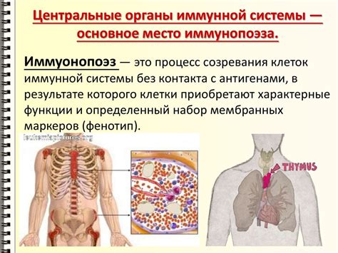 Механизмы формирования иммунитета