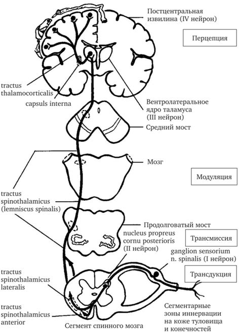 Механизм возникновения боли