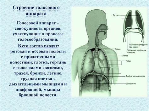 Механизм возникновения звука в разговорном динамике