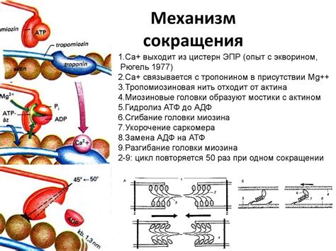 Механизм возникновения тетанического сокращения мышц