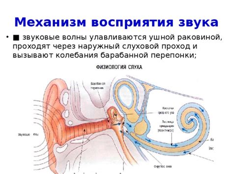 Механизм восприятия