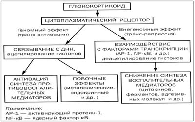 Механизм действия ГКС в организме