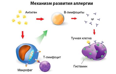 Механизм действия аллергена