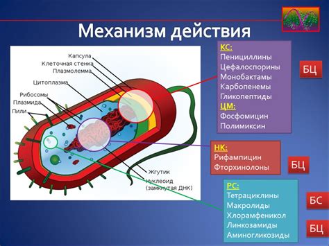 Механизм действия антибиотиков на протозои